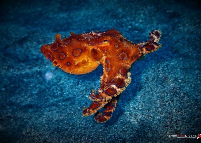 Fish Greater blue-ringed octopus