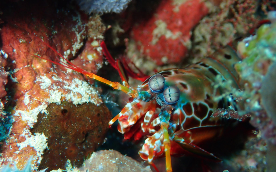 Qu’est-ce que la plongée macro ?