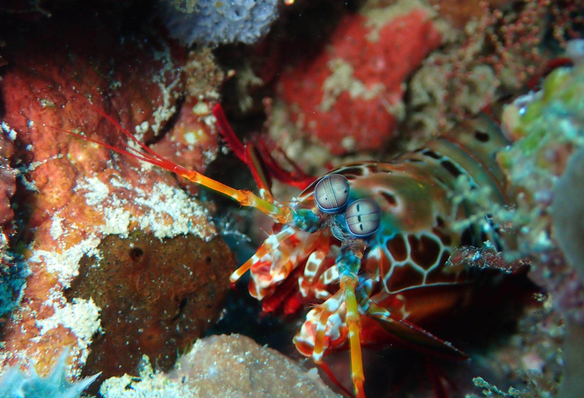 Plonger éco-responsable : comment réduire son impact en mer ? FKD Lembongan