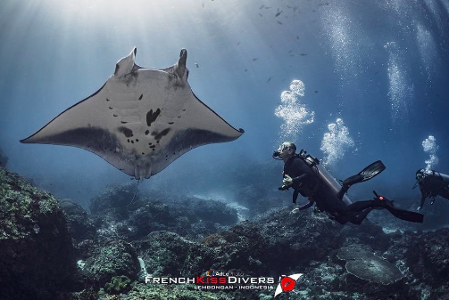 Les raies à Nusa Lembongan : espèces et observations