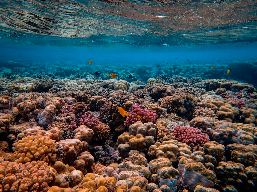 Comment sauver les récifs coralliens ?