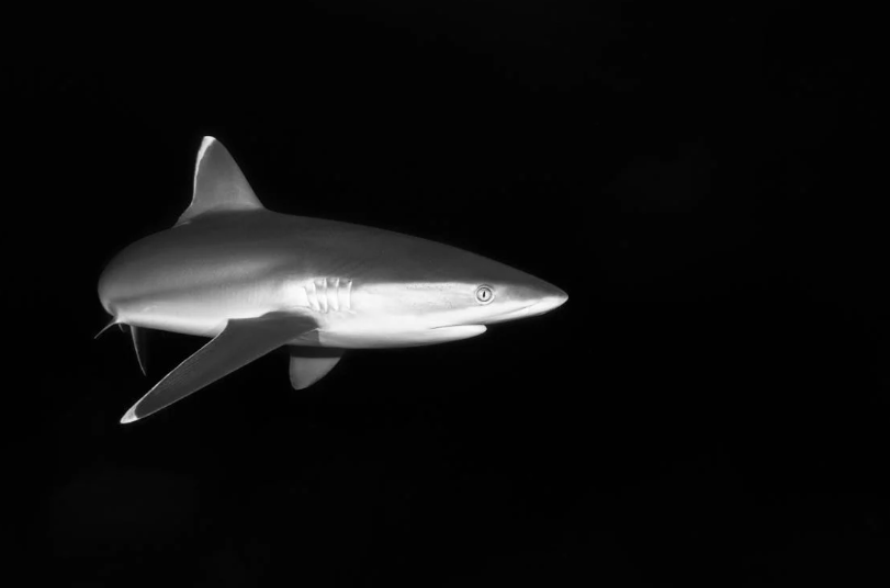 Requins : Prédateurs ou Incompris ? 5 idées reçues