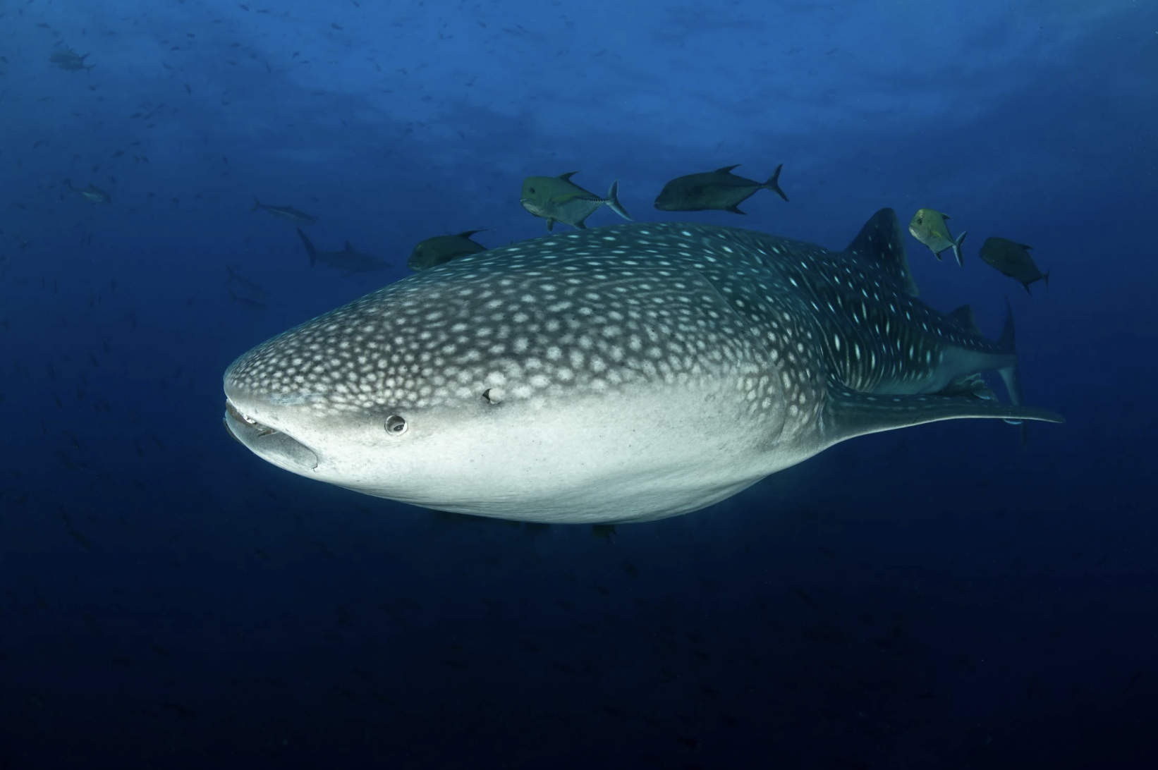 Requin-baleine : tout savoir sur le plus grand poisson du monde