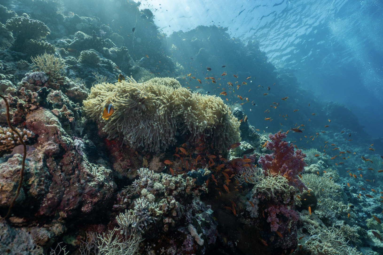 Meilleurs sites de plongée à Nusa Lembongan