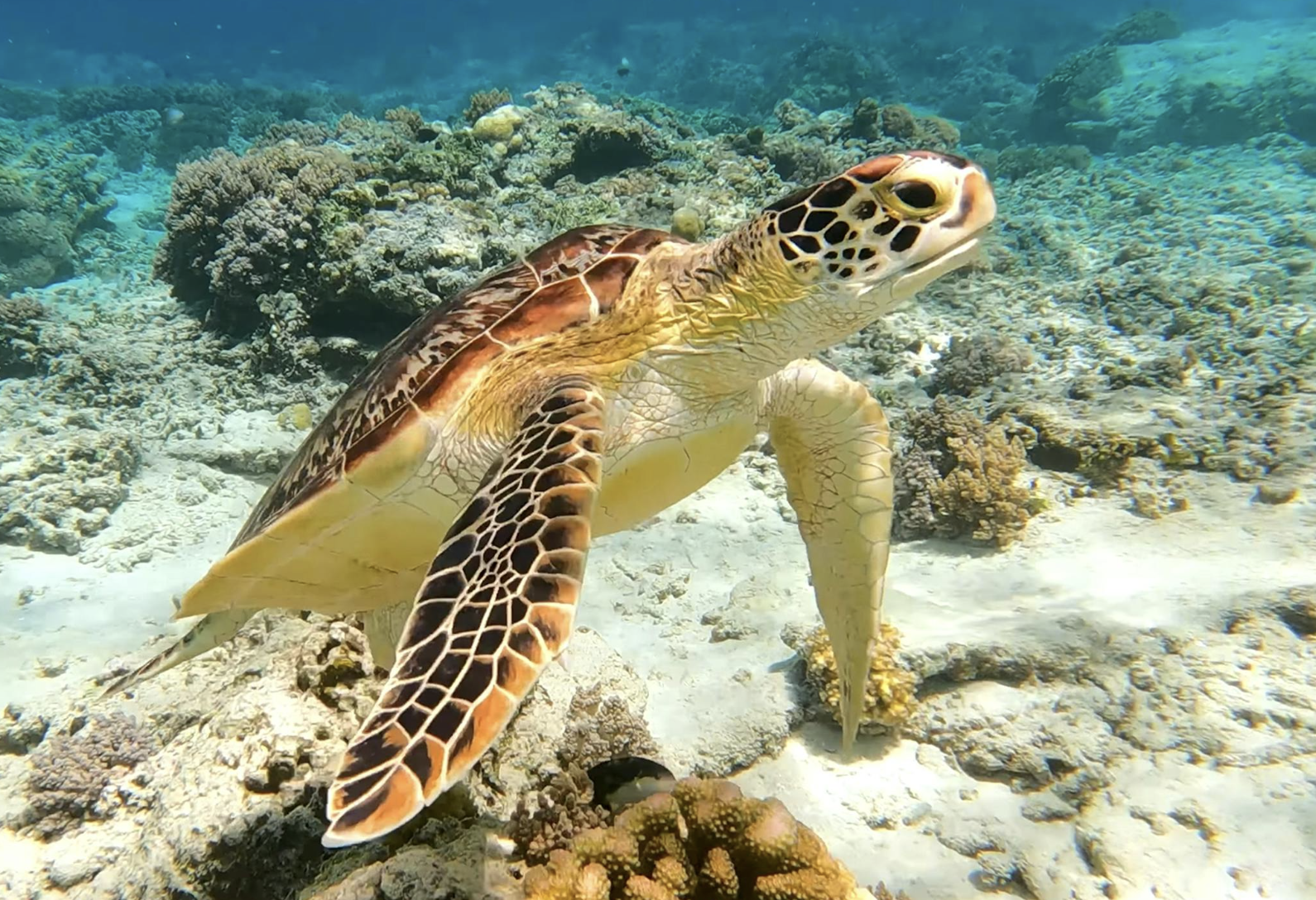 Tortues de mer à Nusa Lembongan. FKD Lembongan